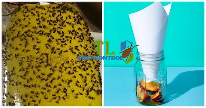 cách diệt ruồi giấm trong bếp
