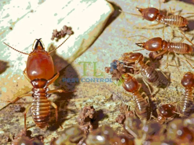 mối có ăn dây điện không